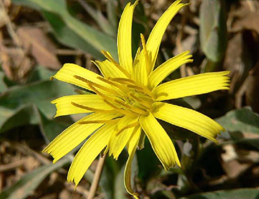  p>基枝鸦葱(学名: i>scorzonera pubescens /i> dc.