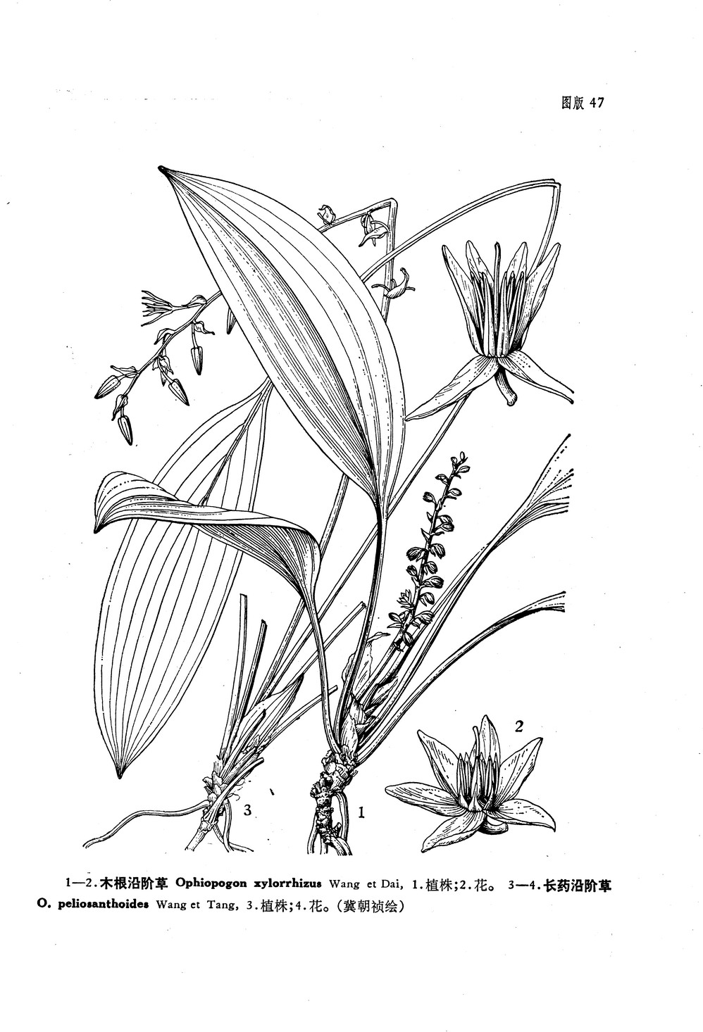 &amp; tang) /i>,为 a target="_blank" href="/item/单子叶植物