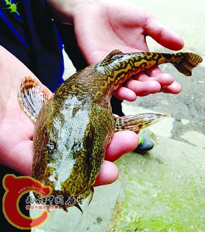  p>拟鲶高原鳅,学名: i>triplophysa siluroides /i> (herzenstein