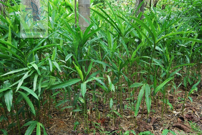  p>海南山姜( a target="_blank" href="/item