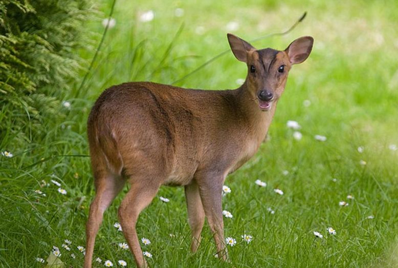  p data-id="tiprx7tlfjfd">小麂是偶蹄目鹿科麂属哺乳动物.