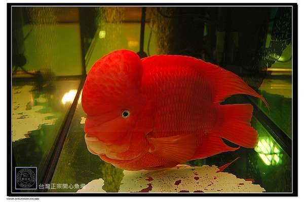 噶玛兰红财神