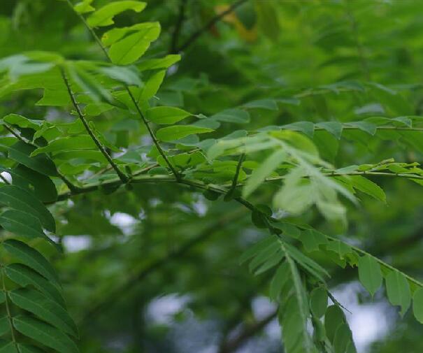 是苏木科腊肠树属植物,乔木;小枝纤细,下垂,薄被灰白色丝状绵毛.
