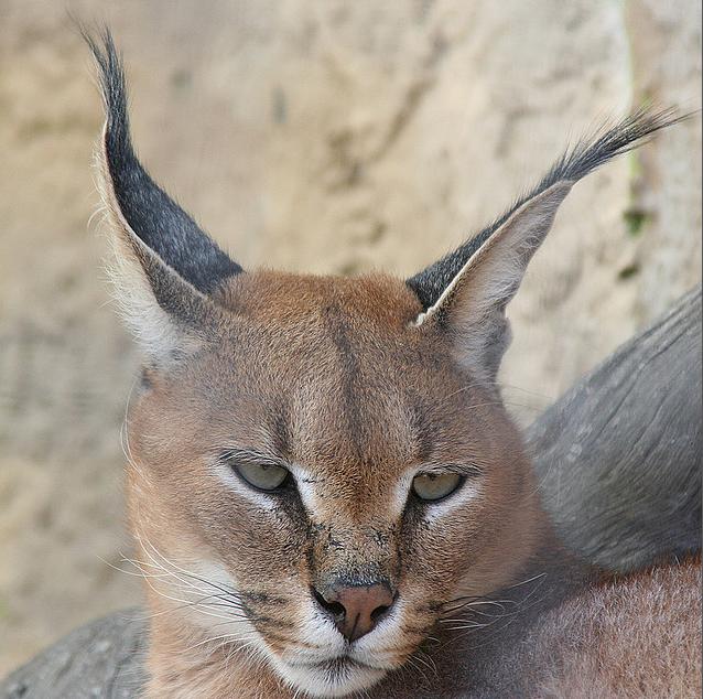  p>狞猫(拉丁学名: i>caracal caracal /i>),体型中等,毛发有许多种