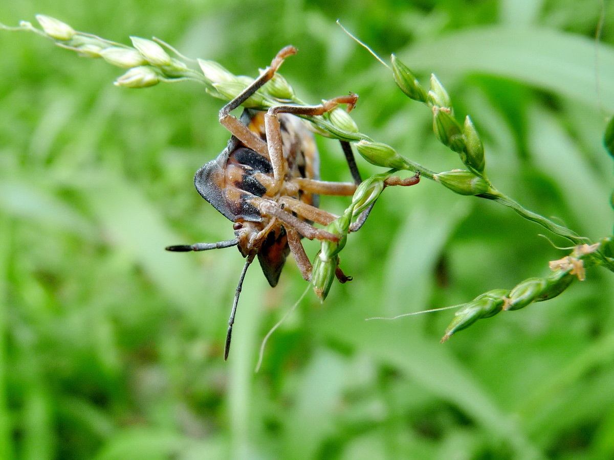  p>体长14～17mm.体色为褐色,深褐色或棕褐色;体形细长, /p>