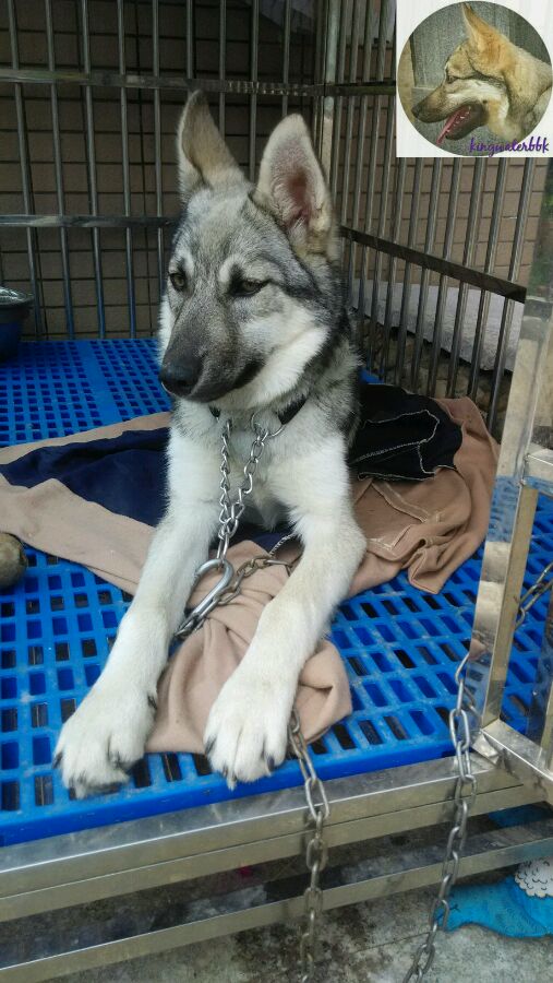 杂交狼狼混血串种狼