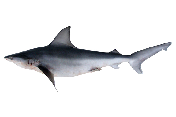 真鲨(学名: i>carcharhinus plumbeus /i>)是真鲨科,真鲨属的一种鲨鱼