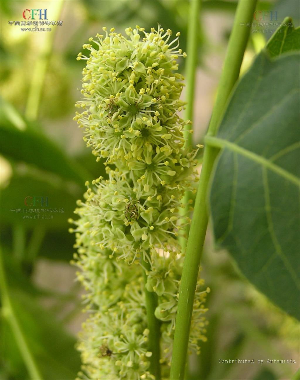  p>臭椿属(学名:ailanthus desf.