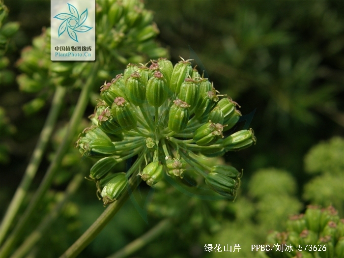 ostericum viridiflorum (turcz.) kitagawa