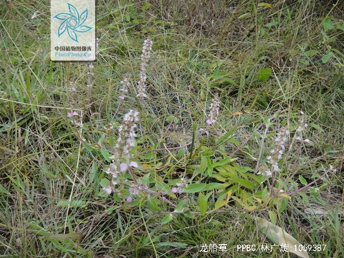  p>草本,直立或近直立,高8—80厘米.