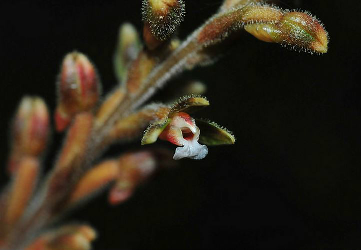 erythrodes blumei (lindl.) schltr.