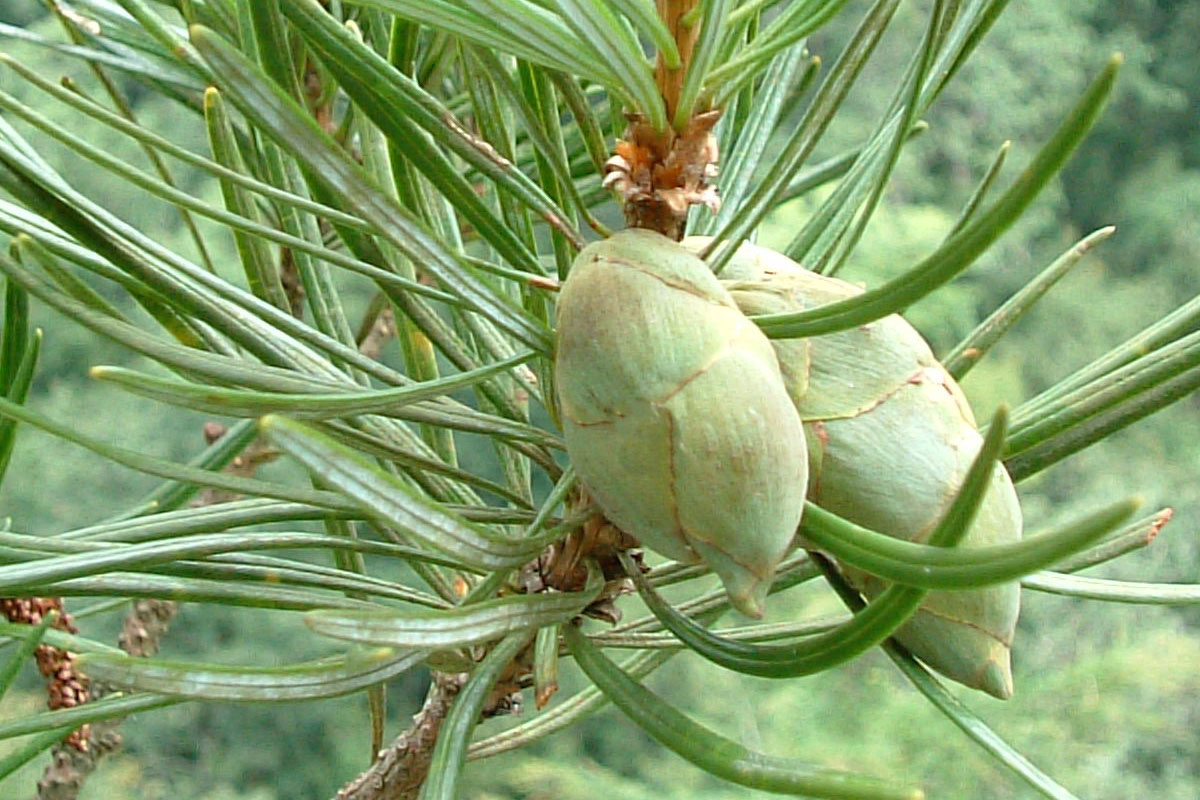 湖南省森林植物园