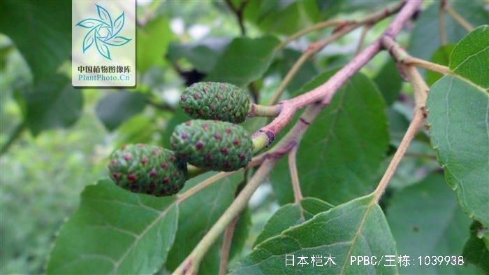  p>日本桤木(学名: i>alnus japonica /i> (thunb.) steud.