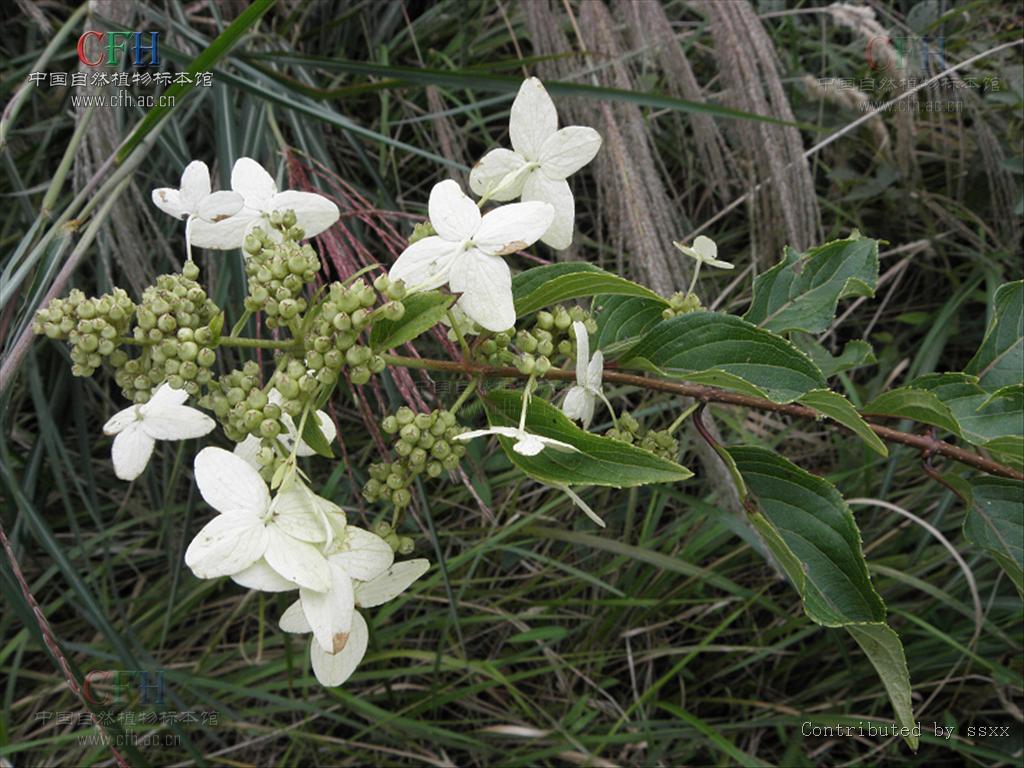 hydrangea macrophylla var. normalis