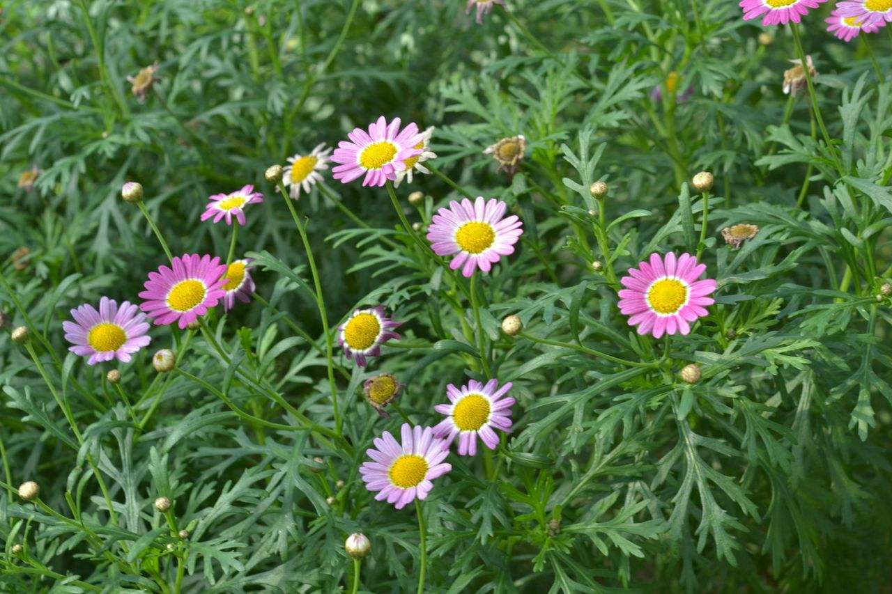  p data-id="ta0wqxsoamhq">茼蒿菊,是菊科木茼蒿属灌木植物.