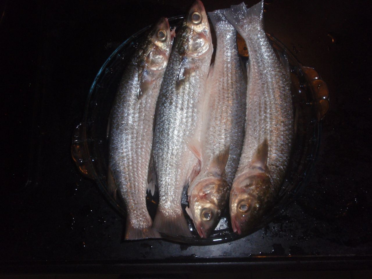  p>乌头鱼又称"新鱼",食植物性食物,往往生活在蟹洞,海朗头和蚝塘中
