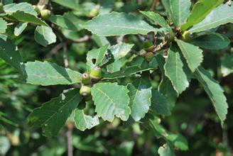  p>枹栎(学名: i>quercus serrata thunb.
