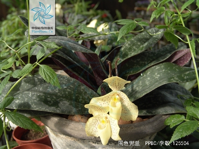  p>同色兜兰(学名: i>paphiopedilum concolor /i>)兰科, a target="