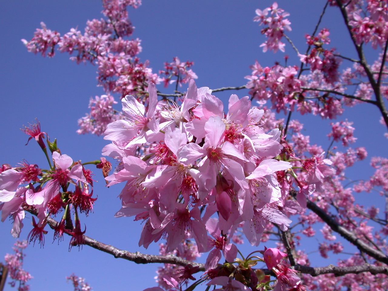 大岛樱是野生樱花的代表,很多园艺品种樱花来源于此,原产地日本,叶子