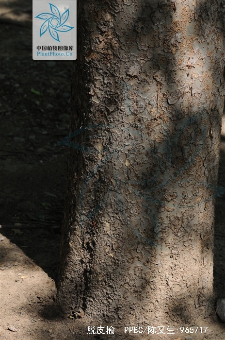  p>脱皮榆(学名: i>ulmus lamellosa /i> t. wang et s. l.