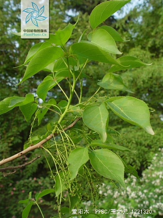 重阳木