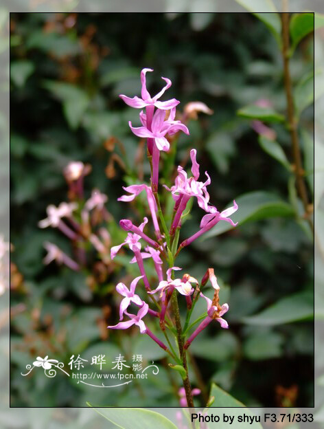  p>什锦丁香(学名: i>syringa /i> ×  i>chinensis /i> willd.