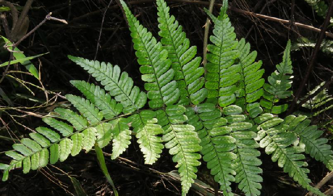 黑足鳞毛蕨