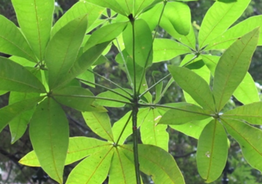 瓜栗属_百度百科