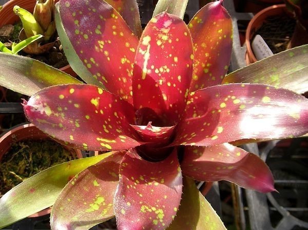 五彩凤梨一等奖