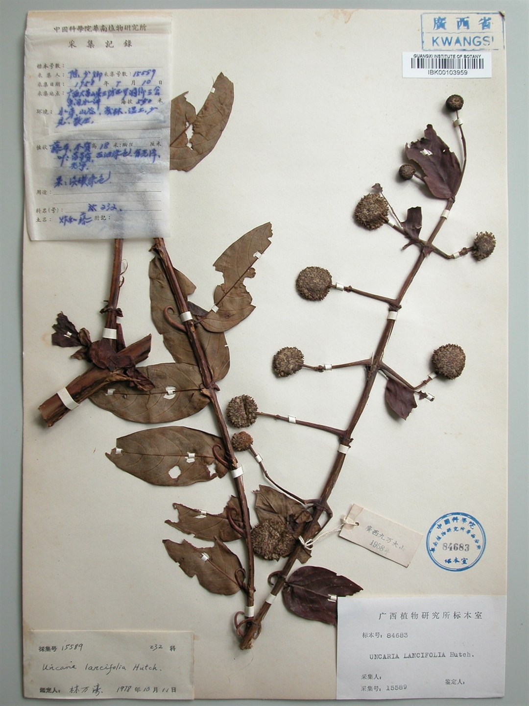  p>倒挂金钩,中药材名.本品为茜草科倒挂金钩uncaria laevigata wall.