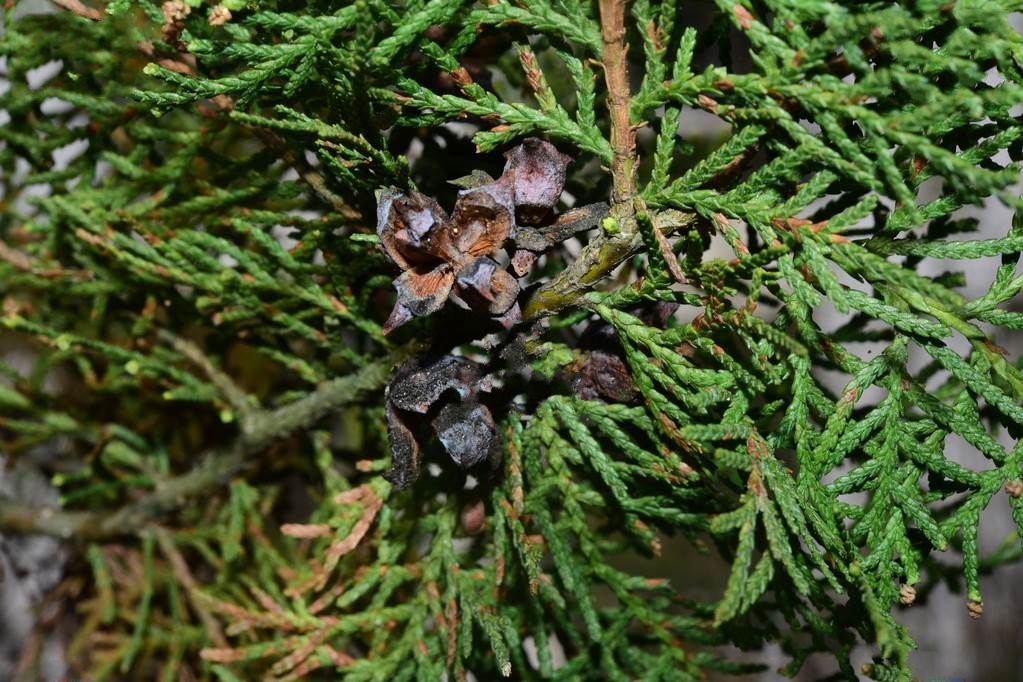  p>千头柏(学名: i>platycladus orientalis  /i>(linn.) franco cv.