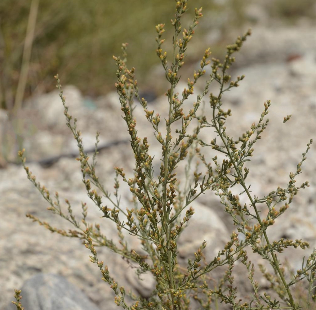 seriphidium kaschgaricum