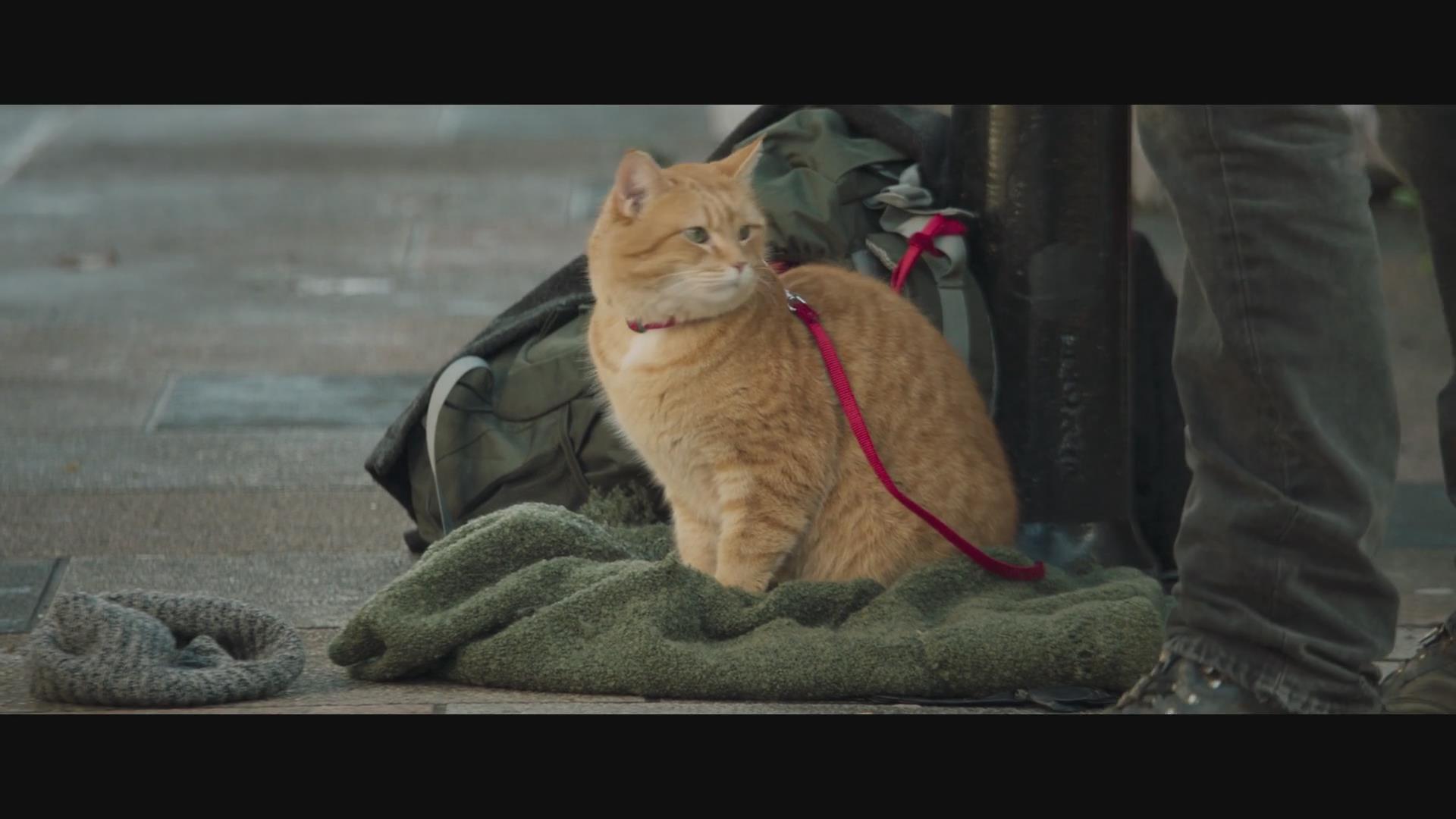流浪猫鲍勃2:鲍勃的礼物