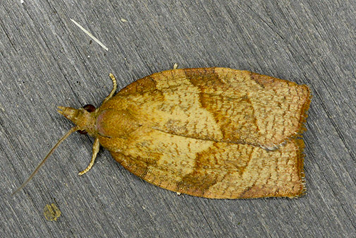 鳞翅目卷叶蛾科