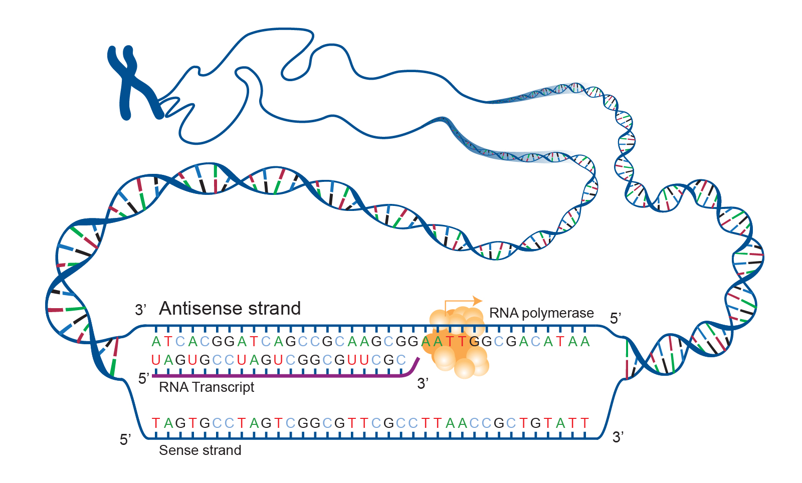 不能进行转录的那一条dna链,该链的核苷酸序列与转录生成的rna的序列