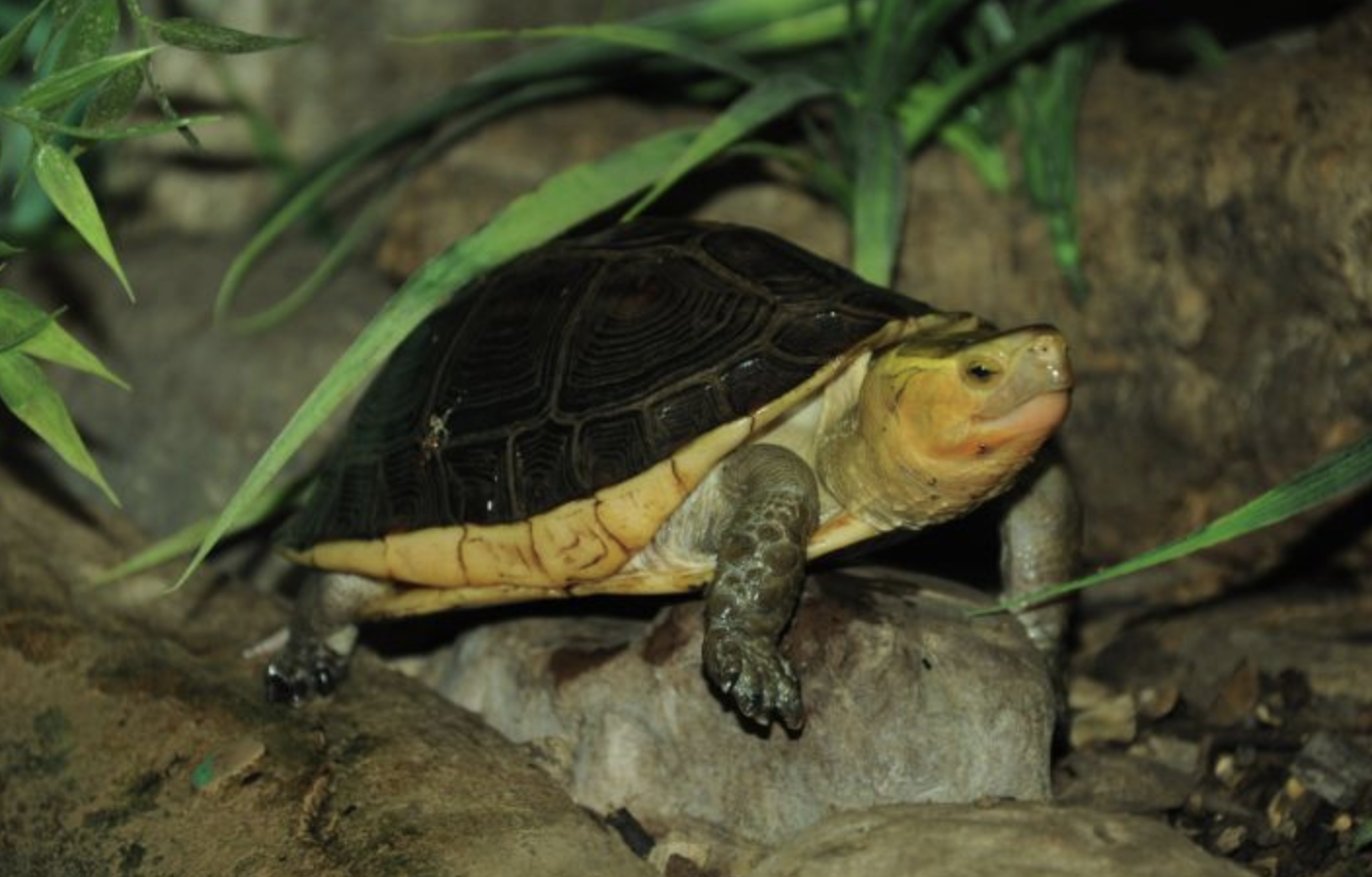 cuora flavomarginata