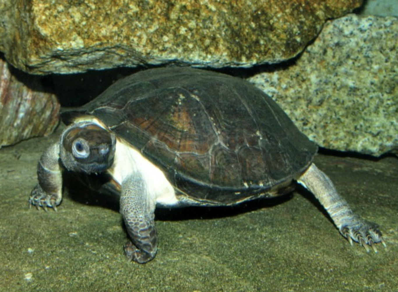  p>齿缘摄龟(学名: i>cyclemys dentata /i>)是龟科,摄龟属动物.