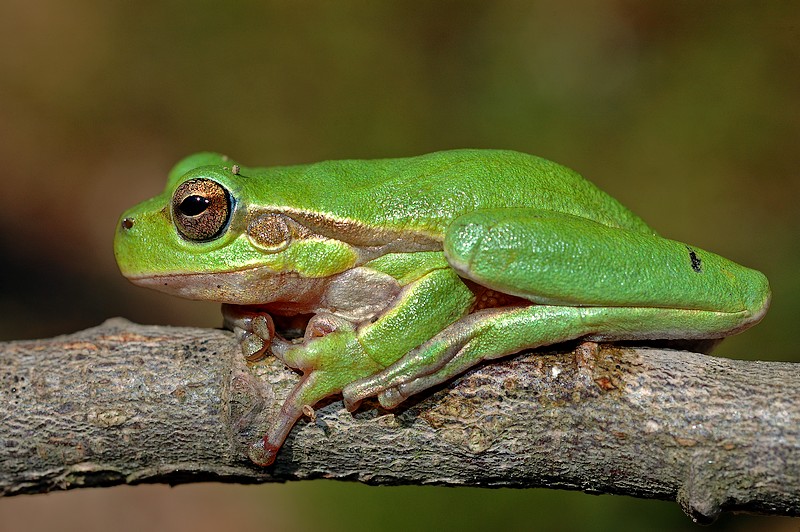  p>撒丁雨蛙(学名: i>hyla sarda /i>):是雨蛙科,雨蛙属的 a target="
