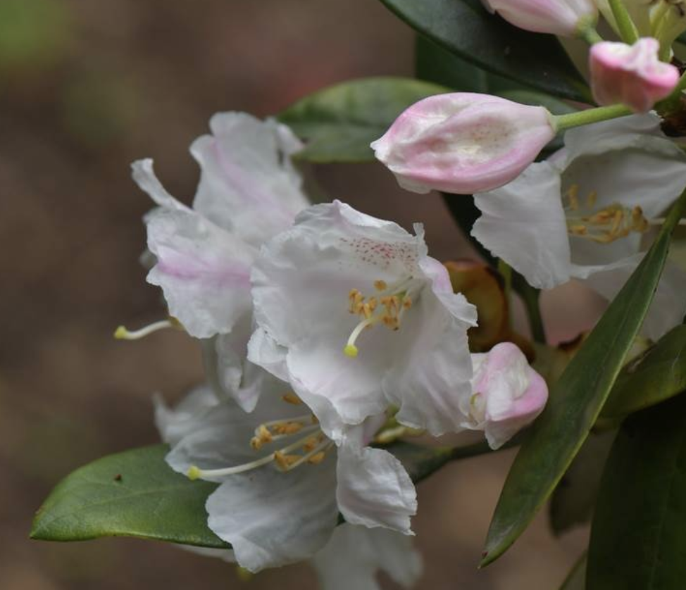  p>猴头杜鹃(学名: i>rhododendron simiarum /i> hance)是杜鹃花科