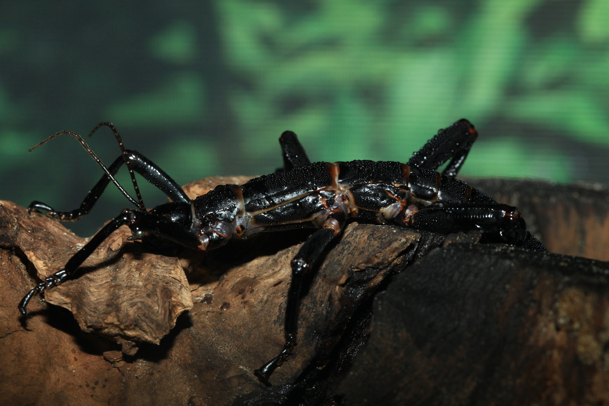 豪勋爵岛竹节虫