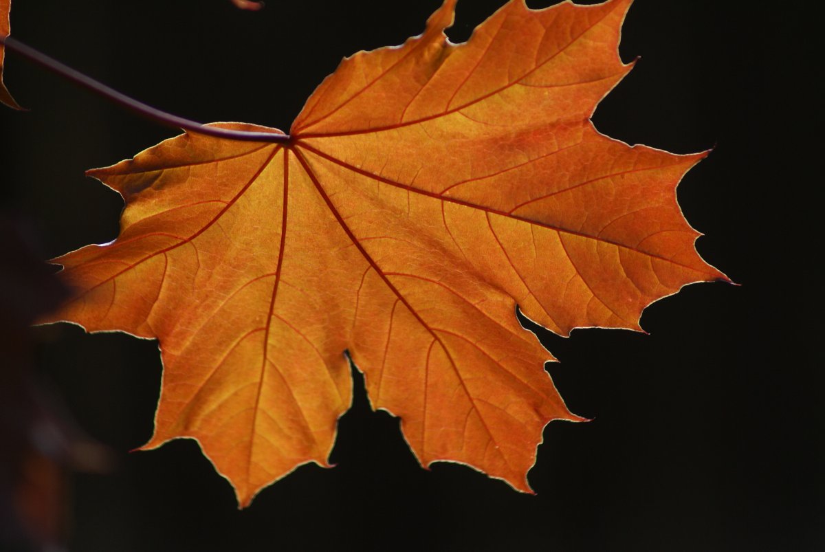 枫树叶