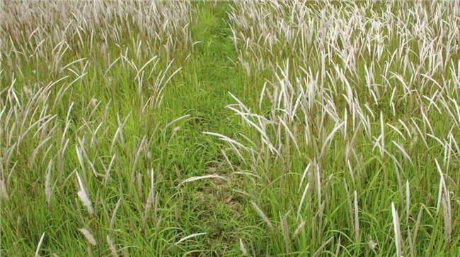  p data-id="tzliwvnrywxv">茅根草,是禾本科白茅属多年生草本植物