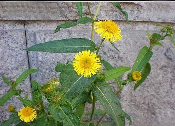  p data-id="gnbkuks4zb">金沸草,中药名.