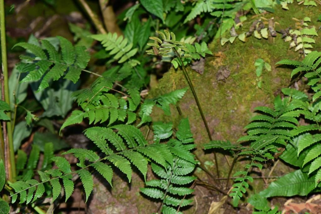  p>中华刺蕨(学名: i>egenolfia sinensis /i> (bak.