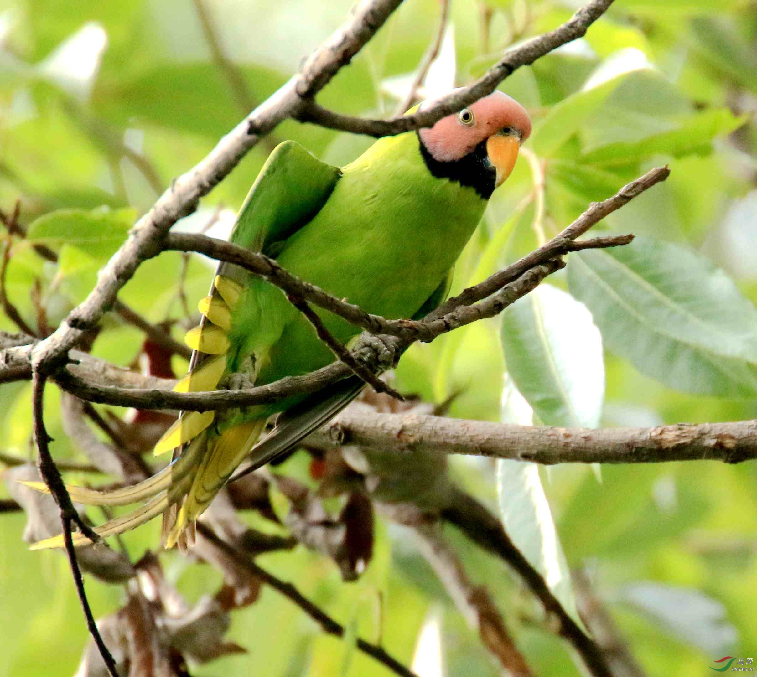 roseata /i>)是中型 a target="_blank" href="/item/鸟类">鸟类 a>>