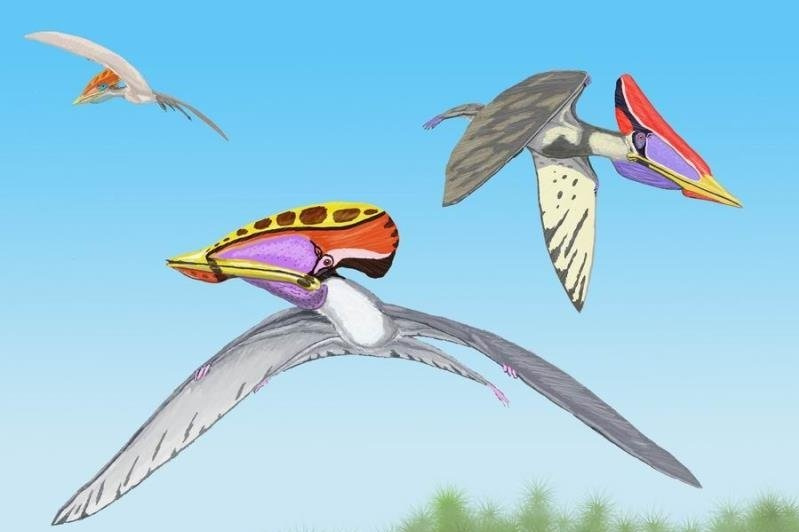 疯狂钻石妖精翼龙