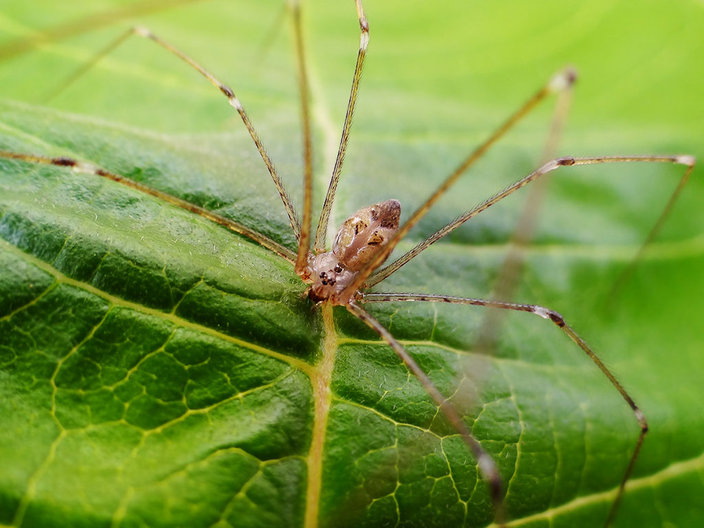  p>幽灵蛛科,蜘蛛目的一个科.包括80属959种. /p>