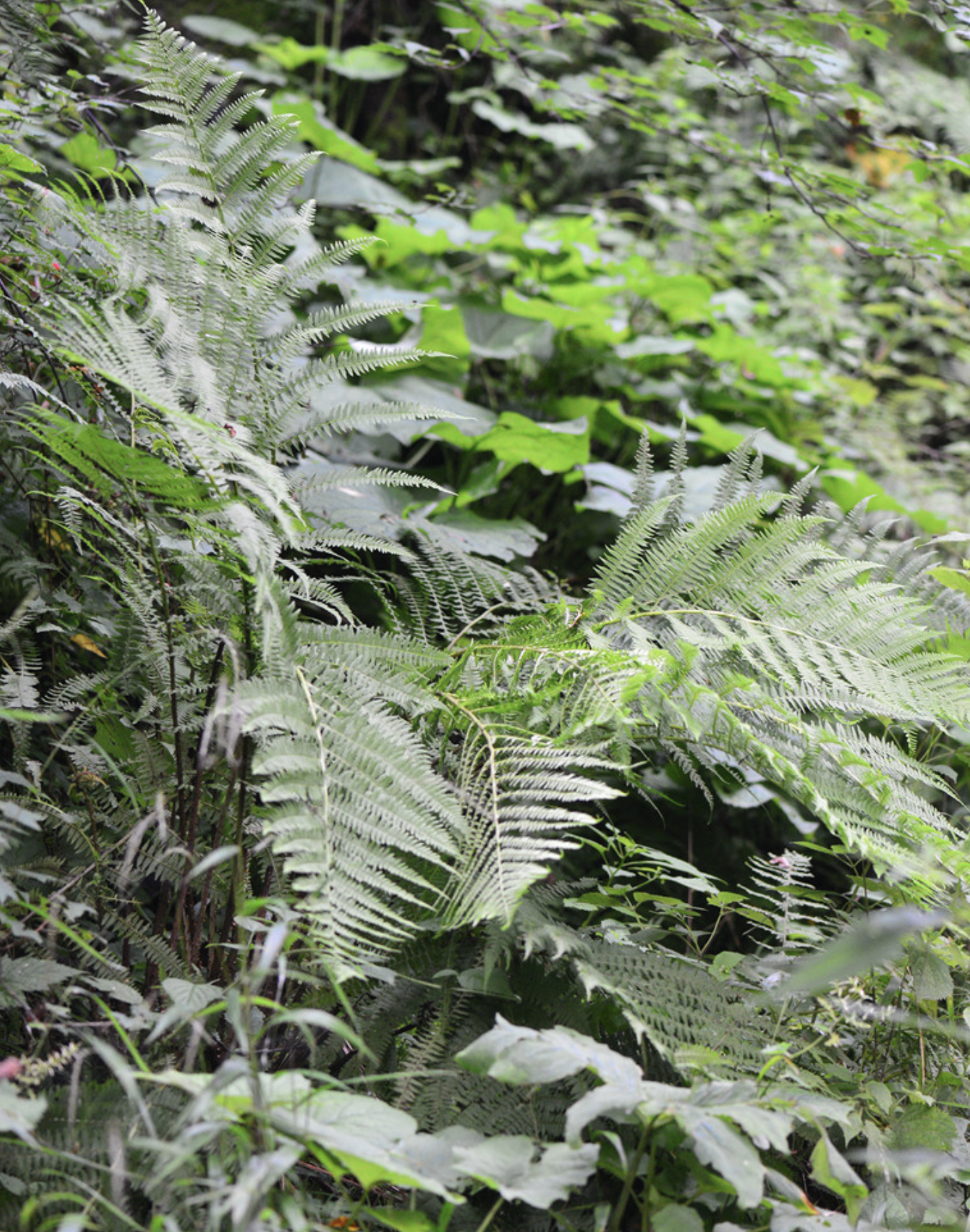 hope) c. chr.)是蹄盖蕨科,蹄盖蕨属植物.