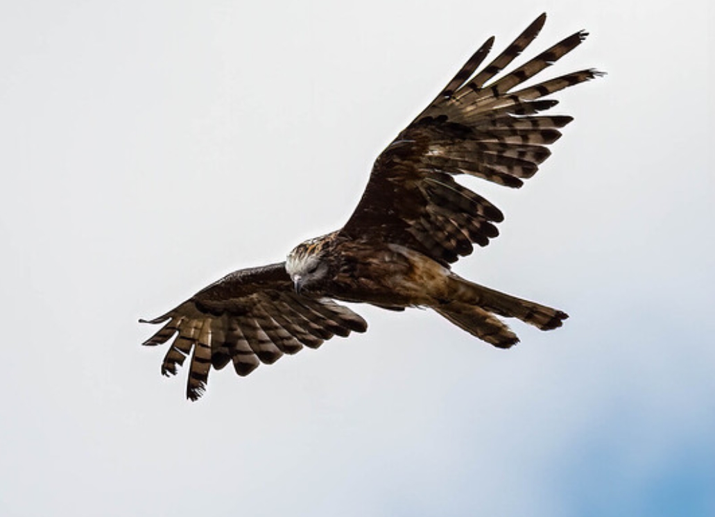  p>方尾鸢(学名: i>lophoictinia isura /i>):是鹰形目,鹰科,方尾鸢属