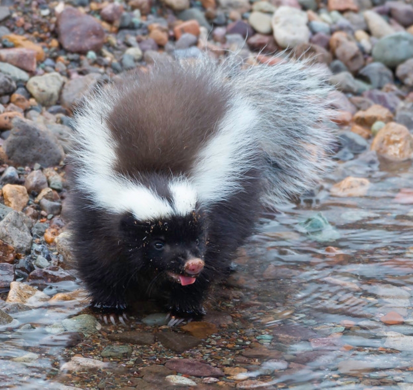 巴塔哥尼亚獾臭鼬